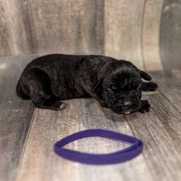 Purple Collar - Black brindle female Cane Corso puppy in Catawba, North Carolina from Catawba Cane Corso