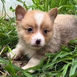 Remy - Sable male American Corgi puppy in Pioneer, Michigan from Country Corners Corgis