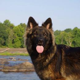 German Shepherds from Diamond Peak German Shepherds