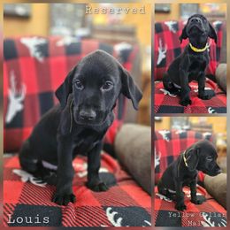 Louis (Yellow Collar) - Black male Labrador Retriever puppy in Boyd, Minnesota from Lindley Labradors
