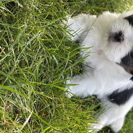 Shih Tzus from Chicago Shih Tzu Love