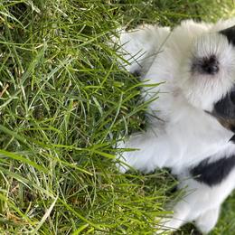 Shih Tzus from Chicago Shih Tzu Love