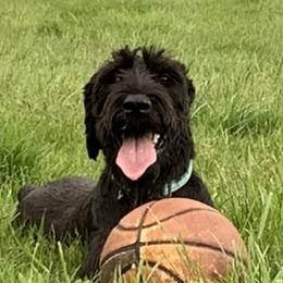 Giant Schnauzers from Seven Bends Giants