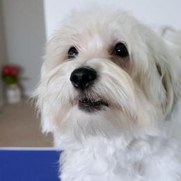 Finn - Coton de Tulear