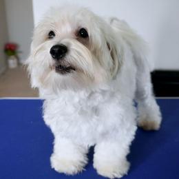 Finn - Coton de Tulear