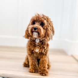 Hooey - Goldendoodle