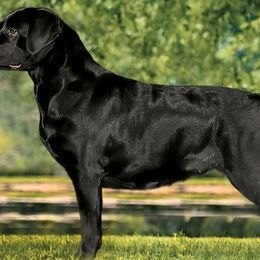 Mia - Labrador Retriever