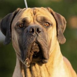 Boerboels and German Shorthaired Pointers from Sure Bet Kennels