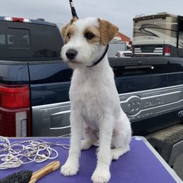 Lucy - Parson Russell Terrier
