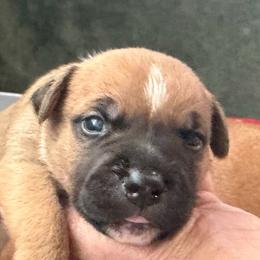 Oscar - Red and white male Staffordshire Bull Terrier puppy in Port Saint Lucie, Florida from Southern Staffies