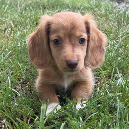 Socks - Dapple male Dachshund puppy in Lancaster, South Carolina from Oakview Kennels