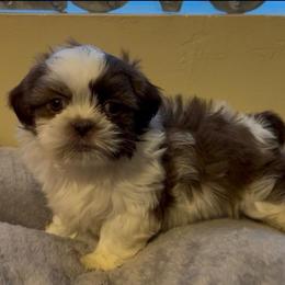 Charlie - Liver and white male Shih Tzu puppy in Tennessee from Cutshall Babies