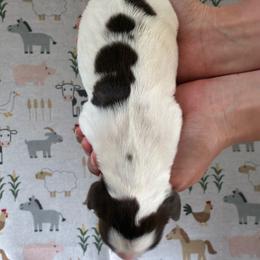 Blaze - Liver and white male English Springer Spaniel puppy in Fruita, Colorado from Maggie Mae’s Springer Spaniel Spot