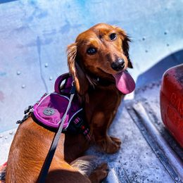 LunaBelle - Dachshund