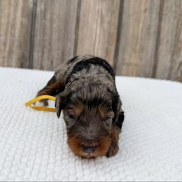 Jasmine - Blue merle female Bernedoodle puppy in Wamego, Kansas from Doodles of Oz