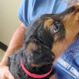 Airedale Terrier Puppies from Zinful Airedales