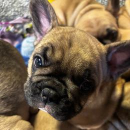 Cora - Fawn female French Bulldog puppy in Neenah, Wisconsin from Mimosa Acres French Bulldogs LLC