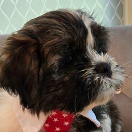 Rex - Black and white male Shichon puppy in Upland, California from IDREAMOFPUPPIES