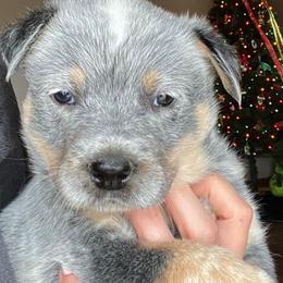 Australian Cattle Dog Puppies from Australian cattle dog company