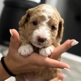 Nilla - Red  female Goldendoodle puppy in Knoxville, Tennessee from Graystone Doodles