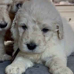 Bat-Man - Cream male Goldendoodle puppy in Pensacola, Florida from Goldendoodles Love You in Pensacola Friend Edition