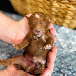 Duke - Red  male Goldendoodle puppy in Wharton, Texas from Little Fur Friends