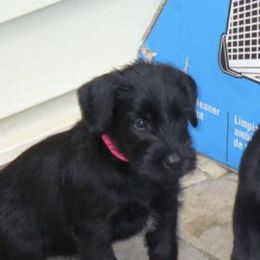 Giant Schnauzers from Clear Days Giant Schnauzers