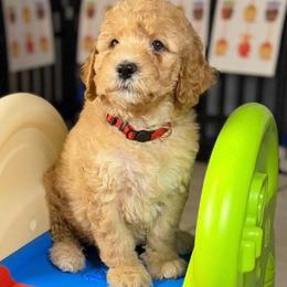 Gram cracker - Apricot male Labradoodle puppy in Anaheim, California from BabySweet Labradoodles