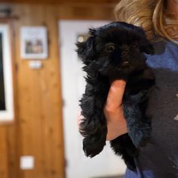 Cosmo - Black female Shih Tzu puppy in Running Springs, California from Amanda's Shih Tzus