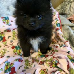 Truffle - Black parti female Pomeranian puppy in Newport News, Virginia from Itty Bitty Poms