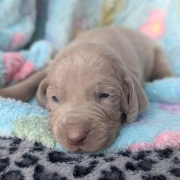 Silver boy 3 - Silver gray male Weimaraner puppy in Rancho Cucamonga, California from Freehart's Weimaraners