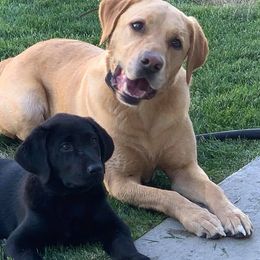Labrador Retrievers from Fetching Labradors