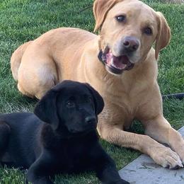 Labrador Retrievers from Fetching Labradors