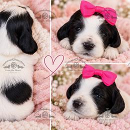 Miss. Yellow-2200 - Piebald female Dachshund puppy in Sparr, Florida from From the Heart Doxies