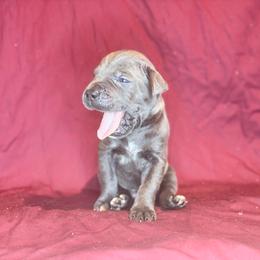 Aetius- Black Collar - Gray male Cane Corso puppy in Stilwell, Oklahoma from Killing Joke Kennels
