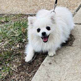Prue - White female Pomeranian puppy in St. Louis, Missouri from Saint Louis Pomeranian babies