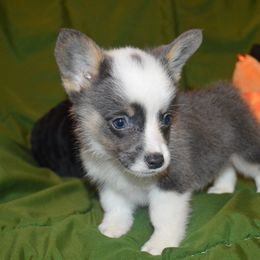 Sean - Blue male Pembroke Welsh Corgi puppy in Hartford, Arkansas from Chase Em All Corgis