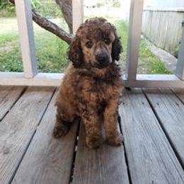 Poodle Puppies from Majestic Poodles