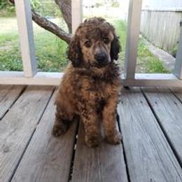 Poodle Puppies from Majestic Poodles