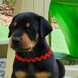 Doberman Pinscher Puppies from Amity Doberman Pinschers