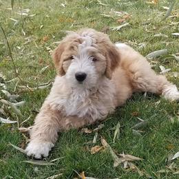 Bernedoodle and Goldendoodle Puppies from Highland Goldendoodles