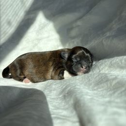 Goofy - Brindle male Shih Tzu puppy in Las Vegas, Nevada from Vegas Shih Tzus