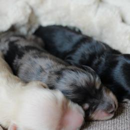 Zyra -AKC 5750 - Dapple female Dachshund puppy in Krum, Texas from Tired Chef Dachshunds