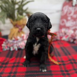Duke - Black male Goldendoodle puppy in Lisbon, Ohio from Willow Lane Doodles