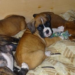 Boxer Puppies from Safiro Boxers