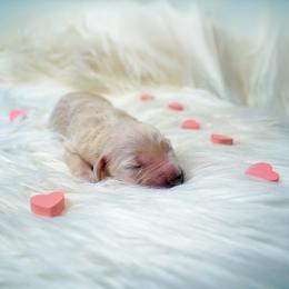 Persephone - Cream female Goldendoodle puppy in Portsmouth, Virginia from Hopping Howlers Ranch