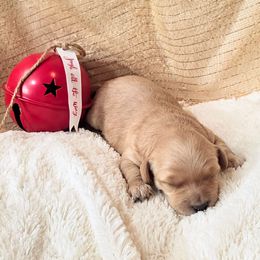 Bamm Bamm - Red  male Goldendoodle puppy in Casa Grande, Arizona from Curls and Camo Pups
