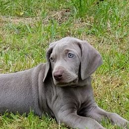 Weimaraners from Ghosts of the Sleeping Gods