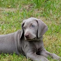 Weimaraners from Ghosts of the Sleeping Gods