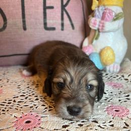 Bunny - Cream female Dachshund puppy in Perryville, Maryland from Heavenly Heritage Dachshunds and Doods